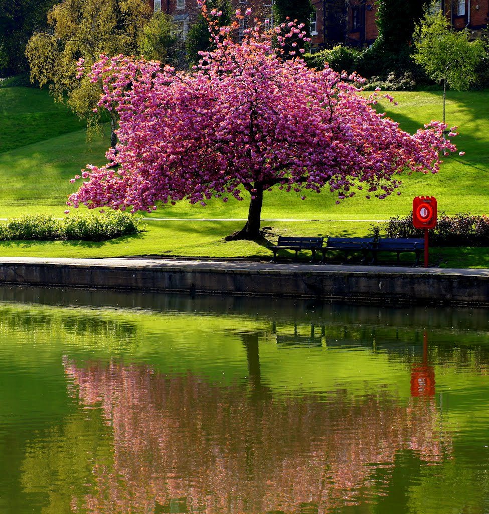 Crookes Valley Park, Tree in Blossom (April 2011) by lebagelboy