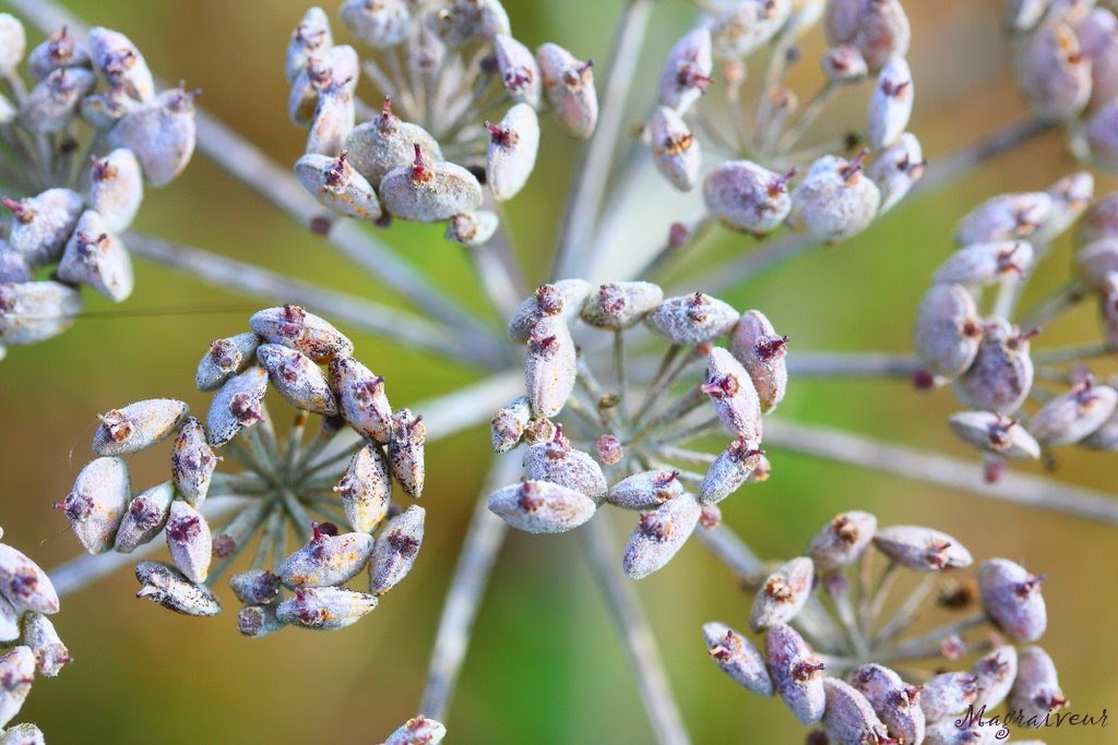 Plante © by Magraiveur Marc