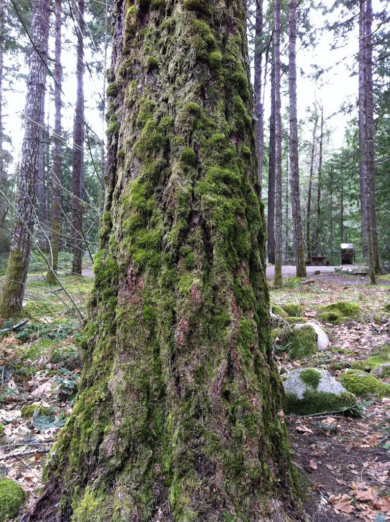 Tree Moss, Little Qualicum Park, BC by Thom Jones