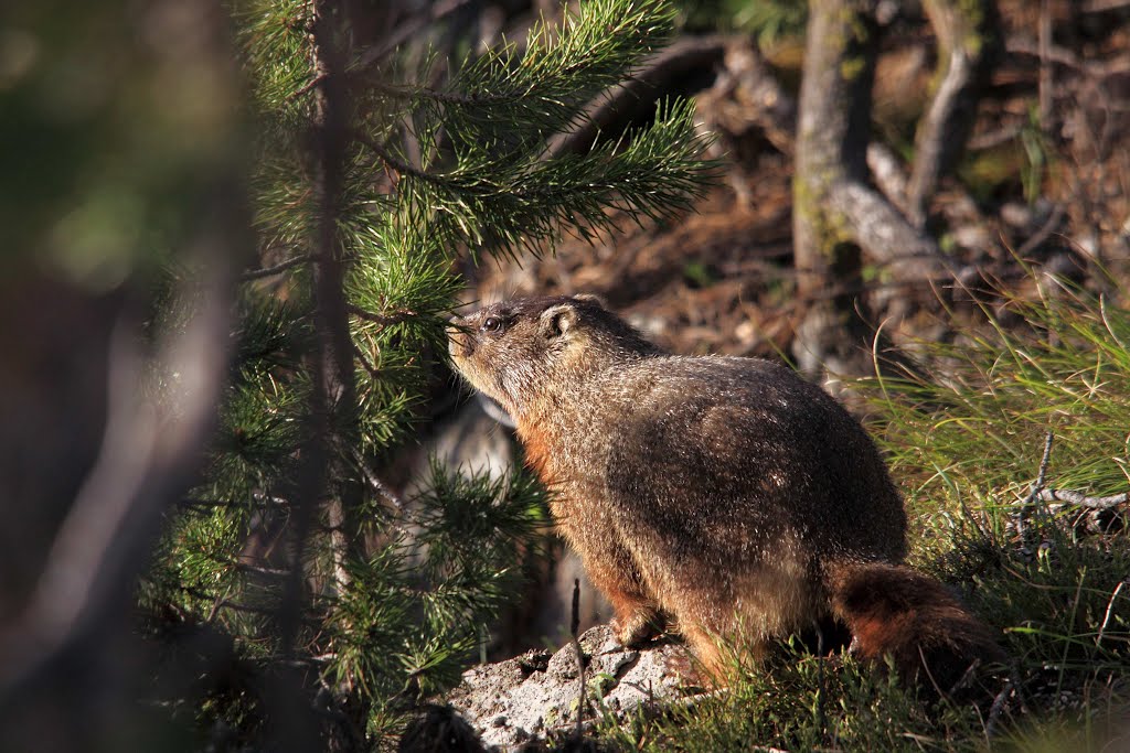 Yellowstone marmot at the Chittenden Bridge by NaturesFan1226