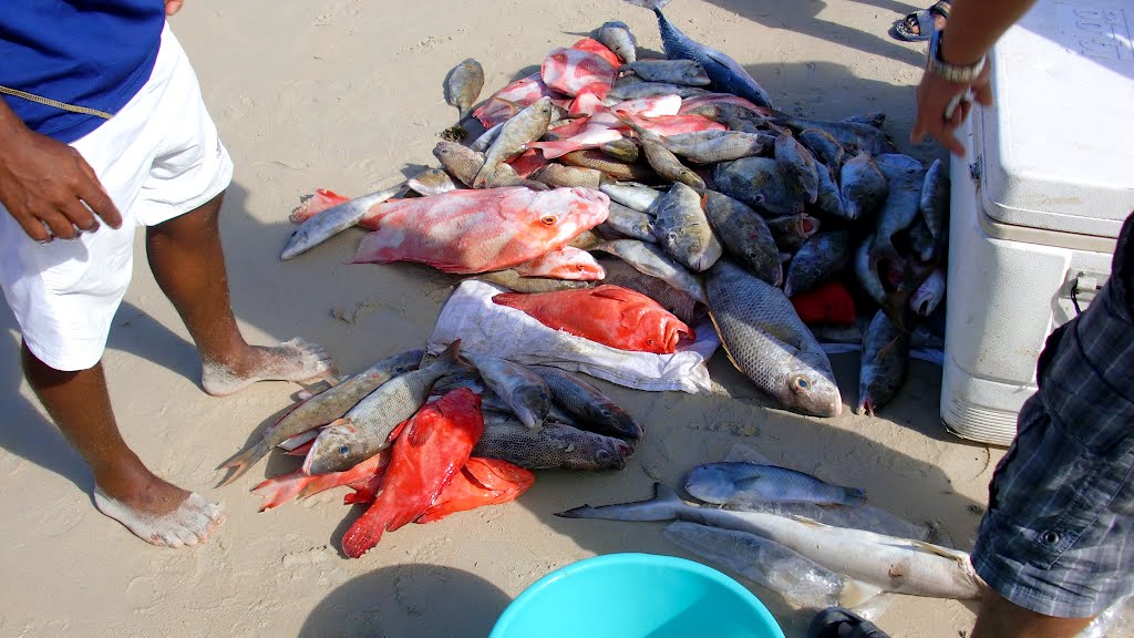 Catch of the Day at Beau Vallon Bay Beach - Seychelles by Germaica71