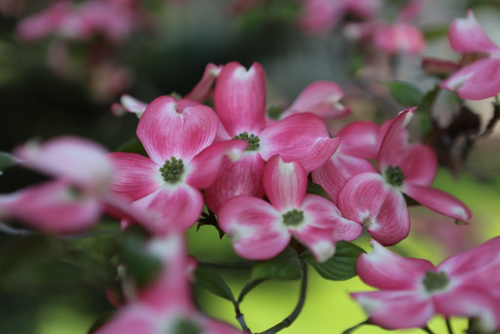 Backyard Dogwood by Greg Stringham