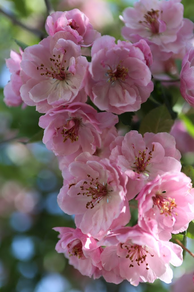 Flowering Crabapple by Greg Stringham