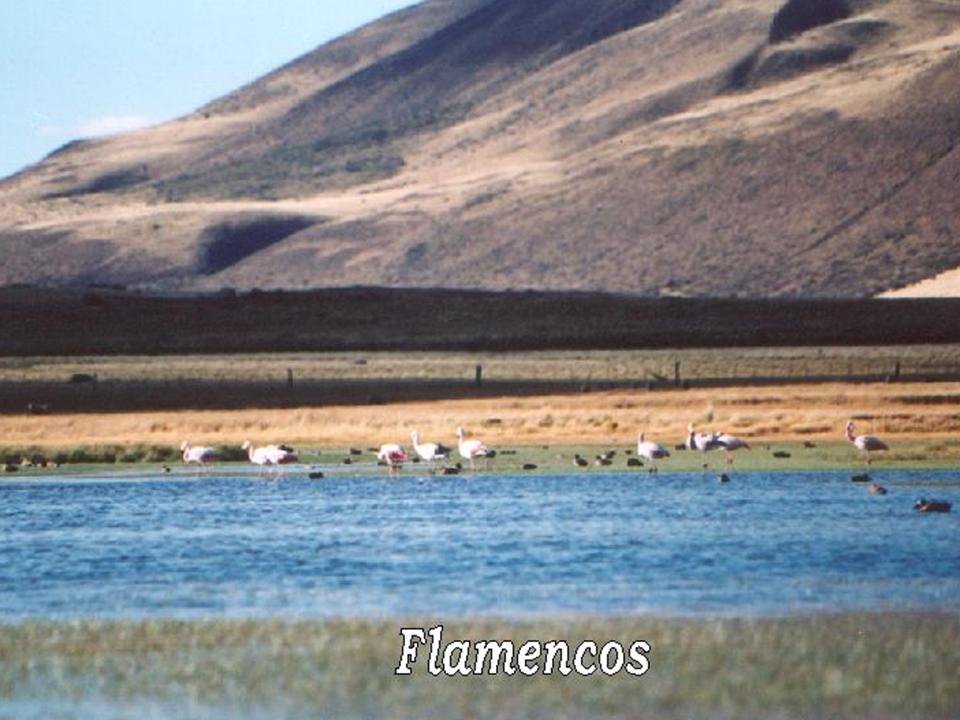 Flamencos by kelly Davico