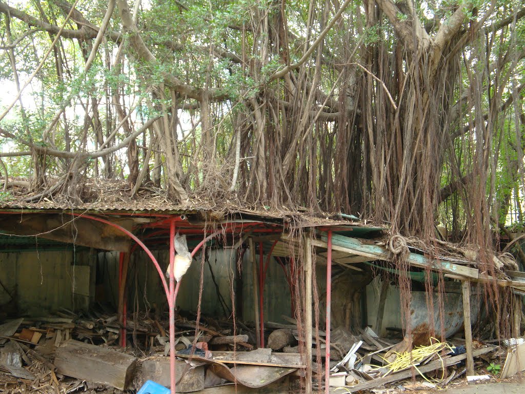 Macau, Taipa, Buddhist Temple tree hanging roots by Jose Antonio C Silveirinha