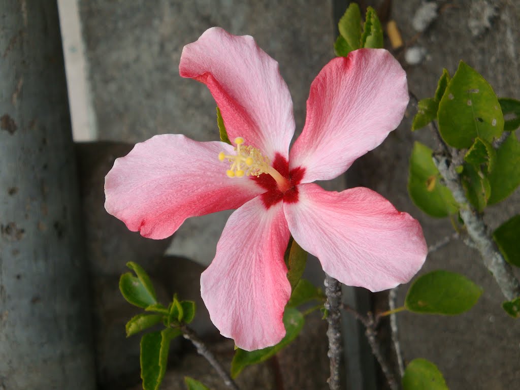 Macau, Taipa, Buddhist Temple flower by Jose Antonio C Silve…