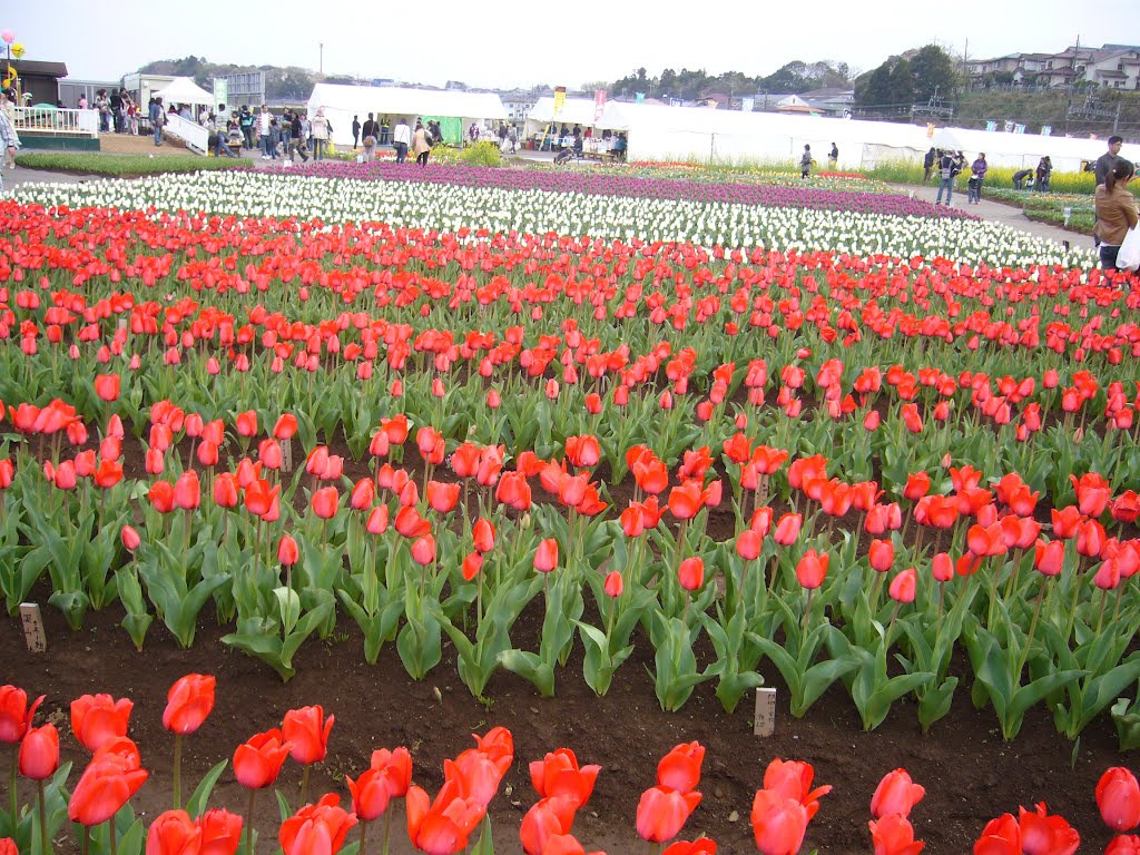 Sakura matsuri tulipas by aldatamamaru