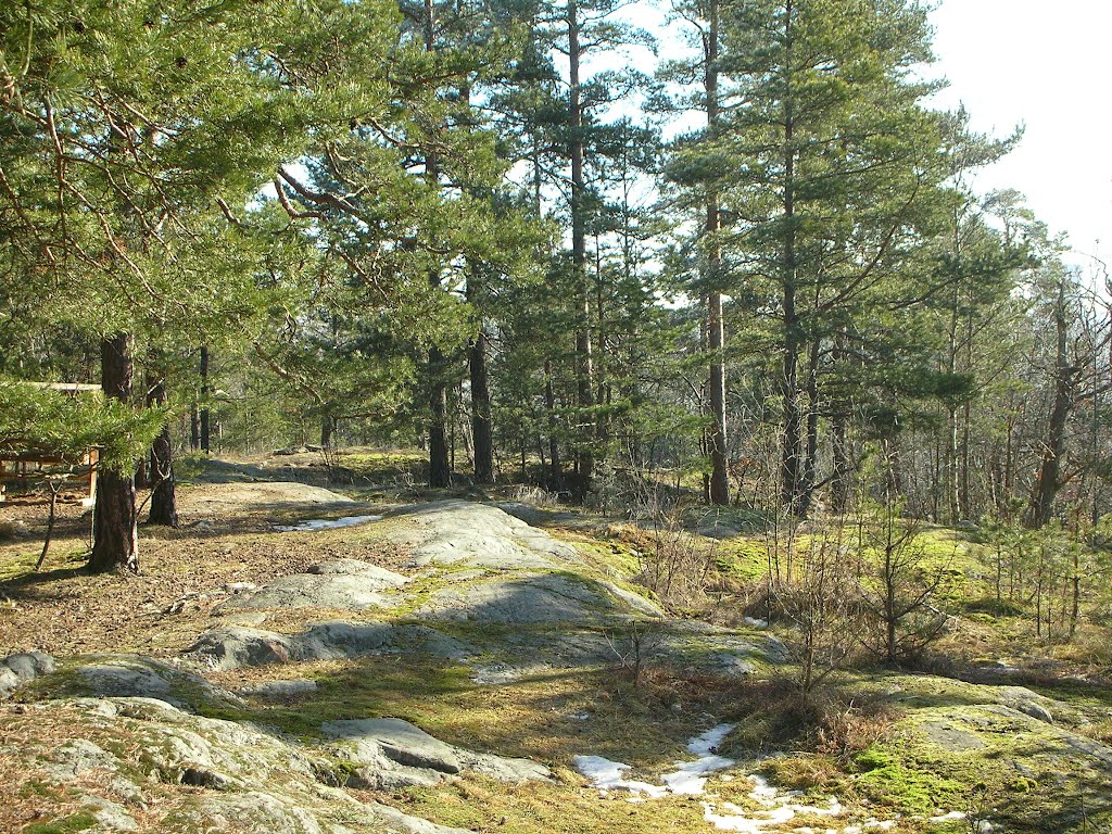 Lappis' forest by L. Carlos