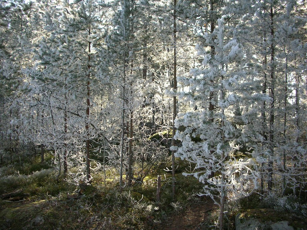 Lappis' forest by L. Carlos