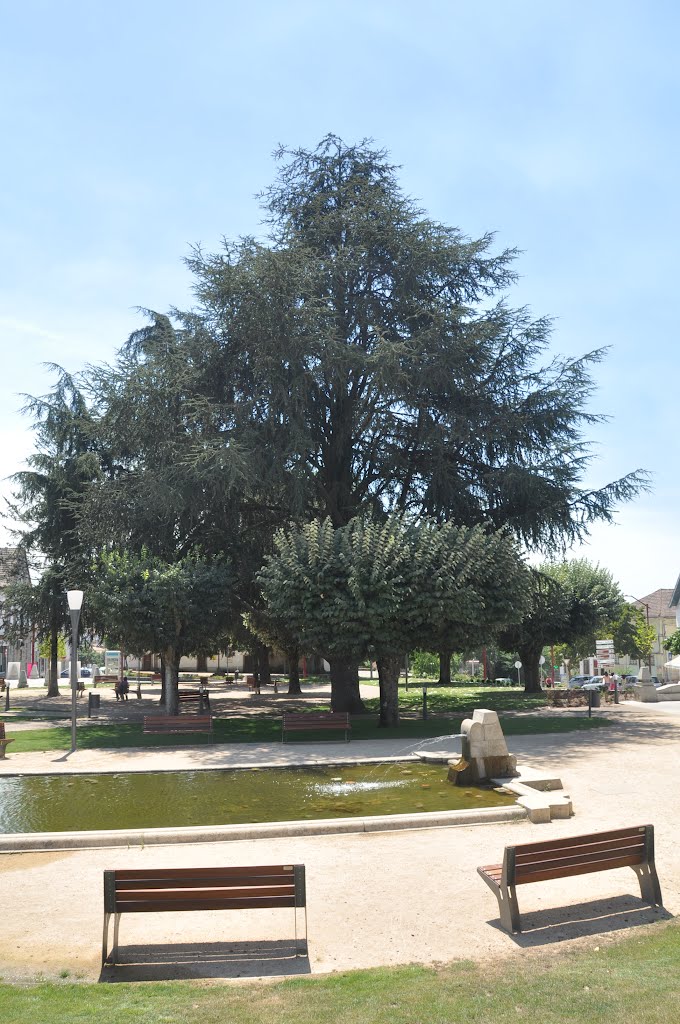 Central Garden (Jardim Central), Oliveira do Hospital, Portugal by Marco Veloso