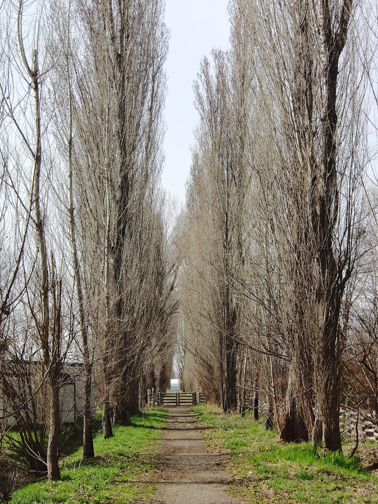 Poplar Avenue of Hokudai(北大ポプラ並木) by 小西 天