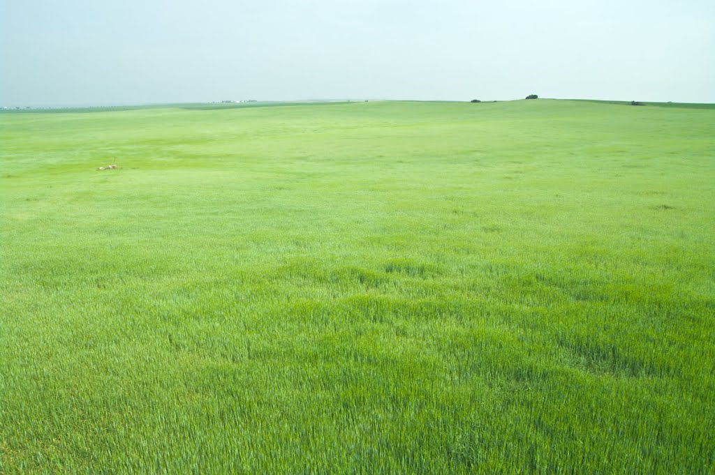 Campo de trigo en la fontera Portugal-España de Campo Maior by Bartolome Muñoz