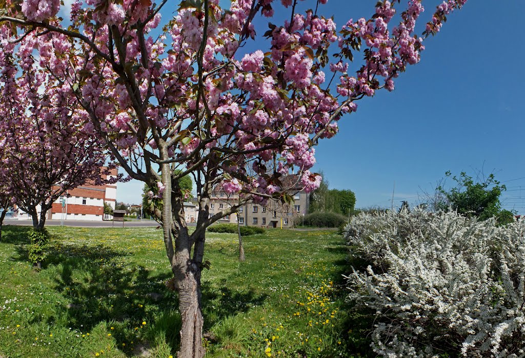 Burg, Frühlingsfarben an der Blumenthaler Landstraße by minka1991