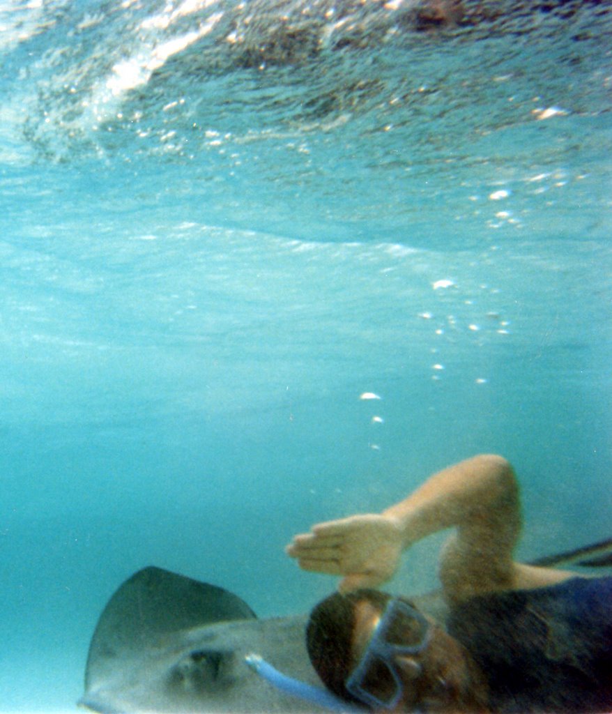 Swimming with the Stingrays by SirFin