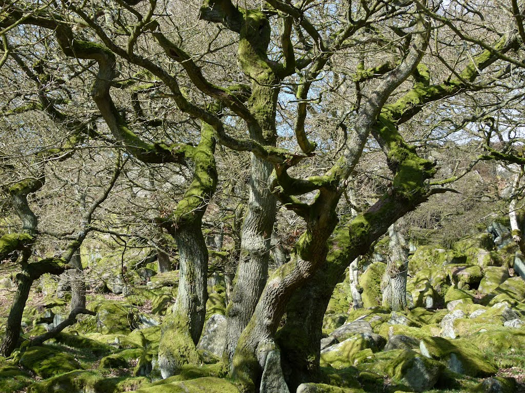 Ancient wood by Gareth Bowen