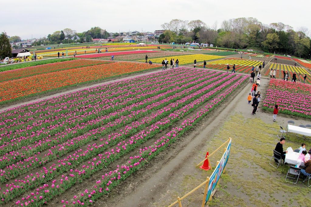 Tulip field in Hamura 1 羽村のチューリップ by Taro Tsubomura