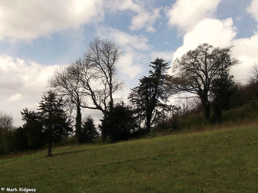 Trees in Whyteleafe Park (2) by Mark Ridgway