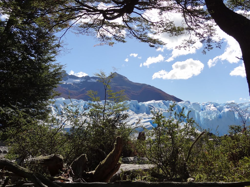 El Glaciar desde el bosque by Cecilia Claudia