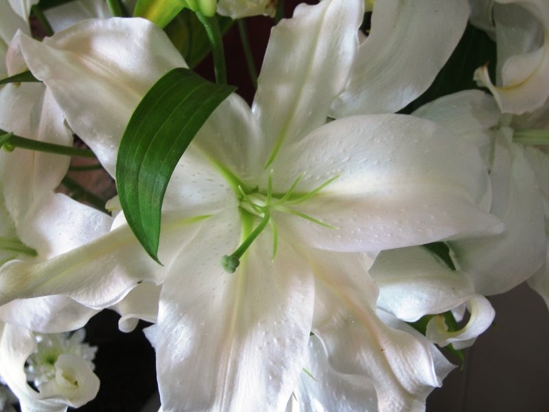 White Beauty With a Touch of Green. by Manolita Nutshell