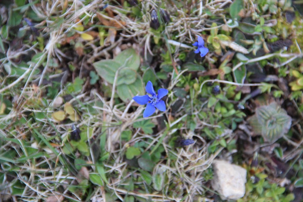 Spring gentian - Gentiana verna by Björn S.