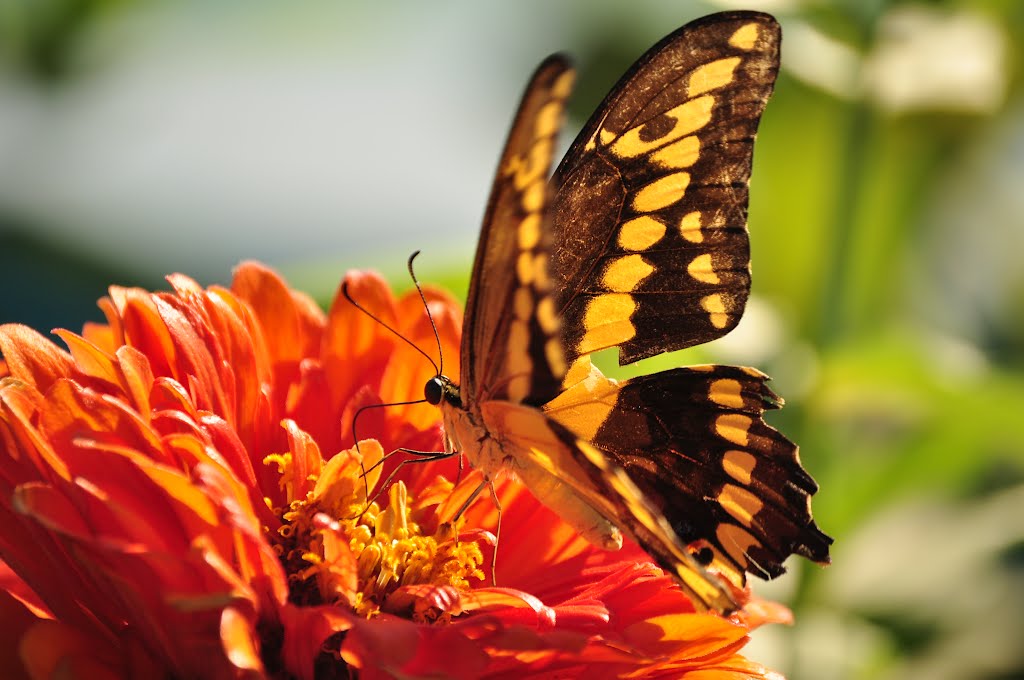 Mariposa en Parque Xochipilli 2 by Jorge Hernandez