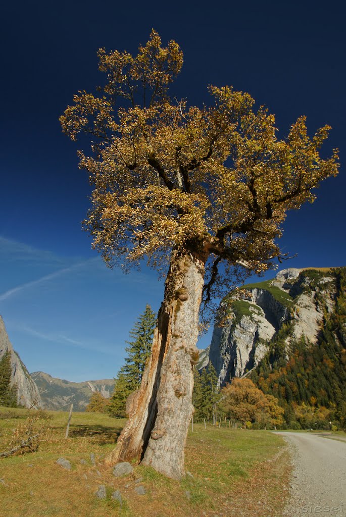 Vieles überstanden... by siesei