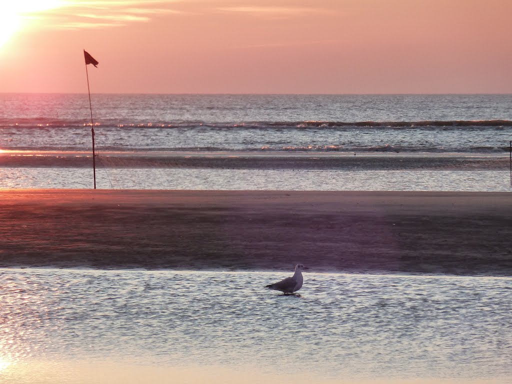 Möwe am Strand von Rømø by Doc Dillen