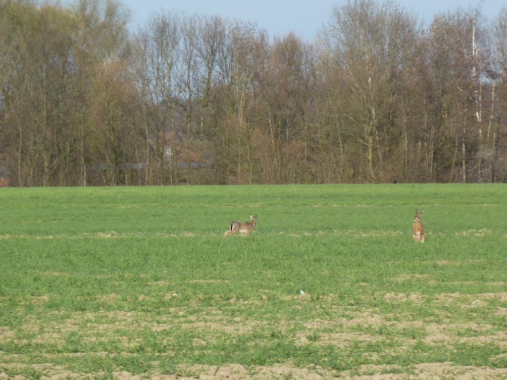 Nienberger Osterhasen by Doc Dillen