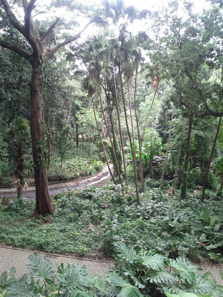 Jardim Botânico, Rio de Janeiro - State of Rio de Janeiro, Brazil by Stier Hahn