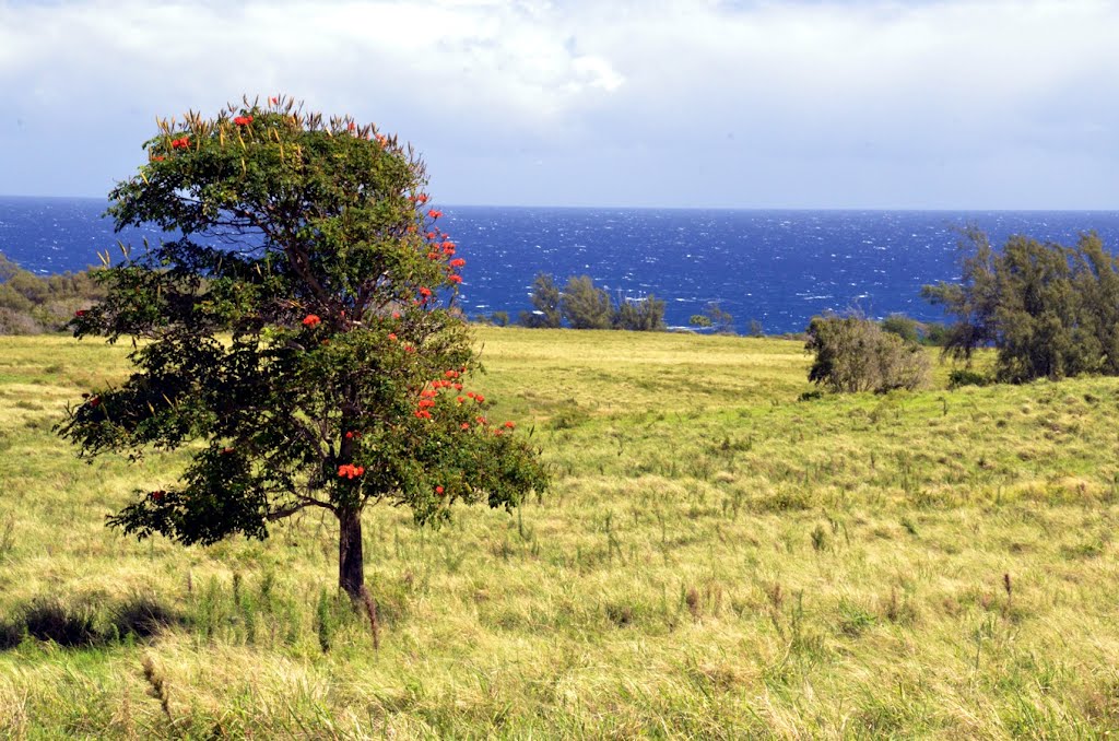 2012-04-28 Blooming tree and Pacific by Andrew Stehlik