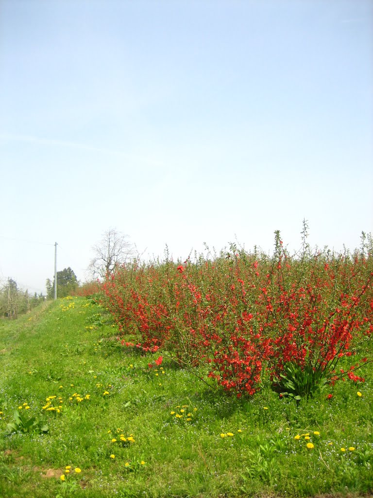 Japanese apricot with red field 春色 by Add Page