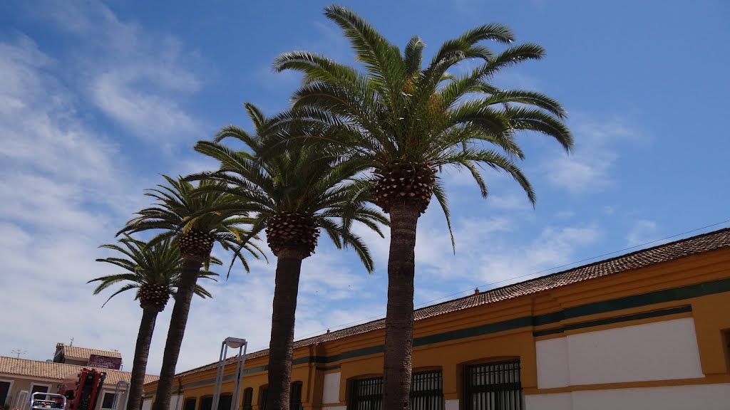 Picudo Rojo.- Cordoba- Frente al Molino Viejo tratandolas contra el Picudo. by Mariano Aguilar Tata…