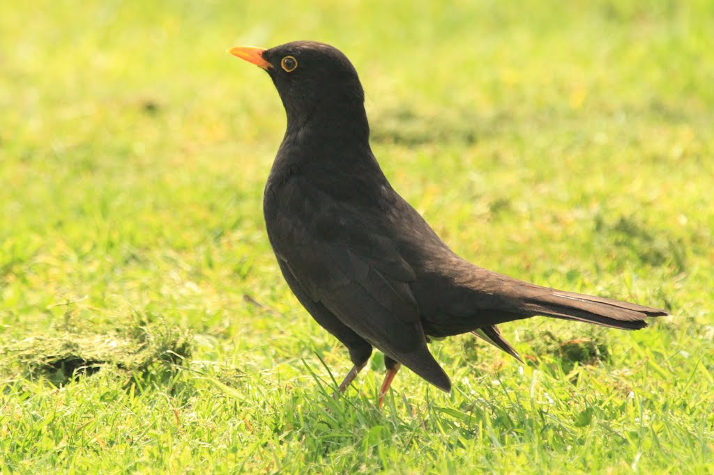 Blackbird by SBower