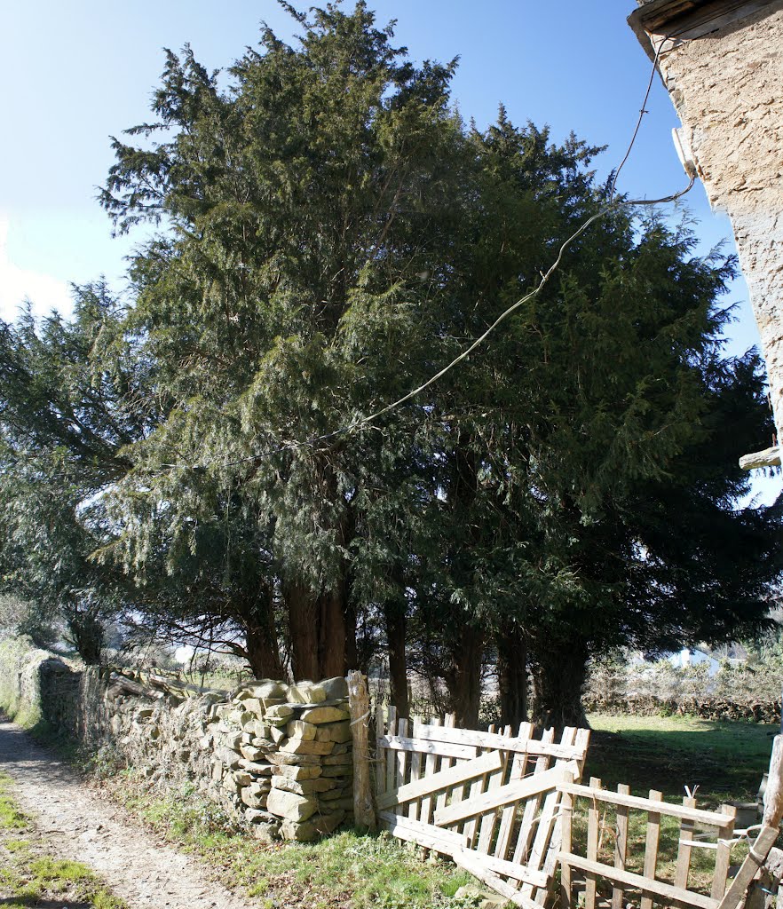 Tejo en Rozadas. by La Casa del Chiflón (Bulnes)