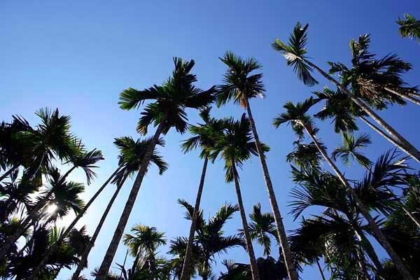 ARECANUT TREES, KALPETTA, VAYANADU by Girish Kumar P J