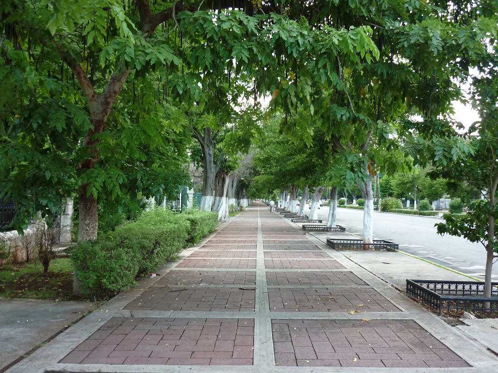 Calzada De Paseo De Montejo by Harry Alberto Moreno…