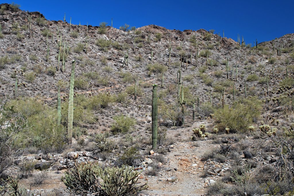 Quartz Peak Trail, AZ by Robert Budinoff