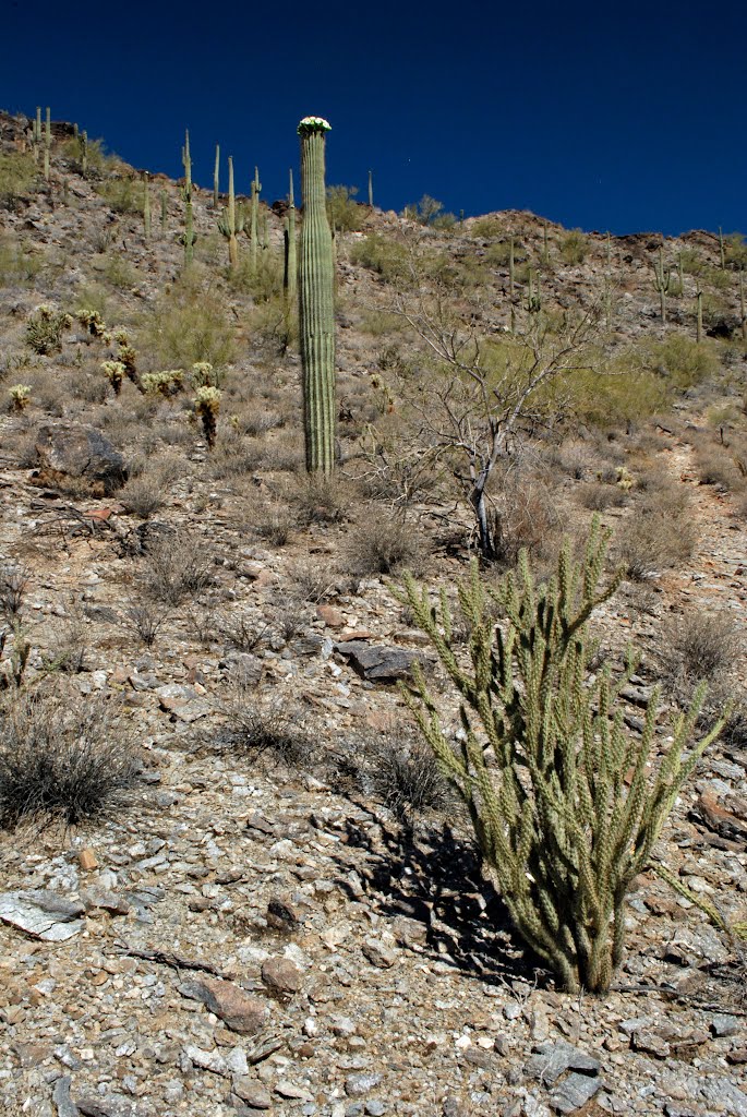 Quartz Peak Trail, AZ by Robert Budinoff