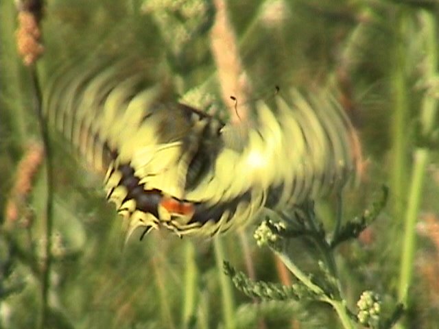 Papilio machaon- heksenberg,Heerlen NL by Ron Stachowiak