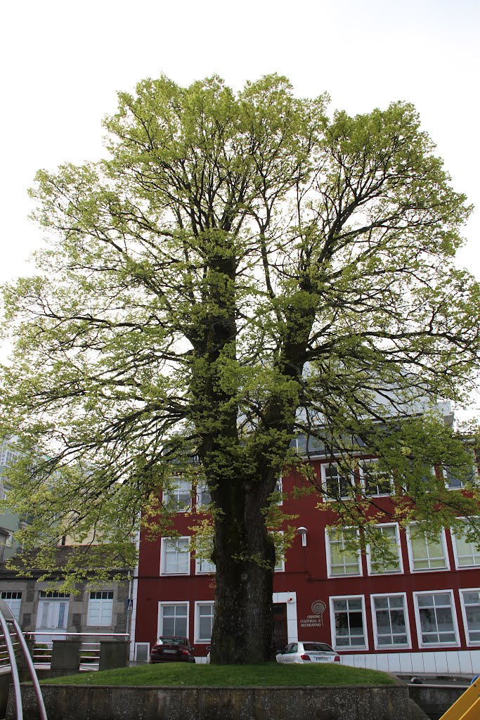 Árbol Alameda by Fernando López-Azcárate Fernández