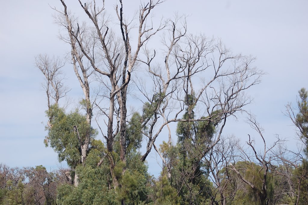 Carabooda WA 6033, Australia by chrjp