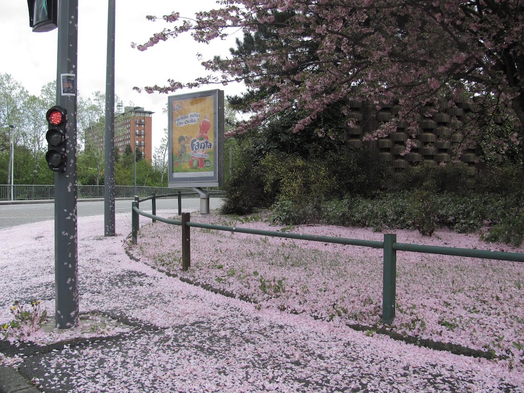 Avec son tapis de pétales annuel (Lille) by Guy Ferdinande