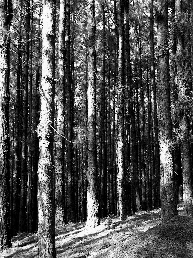 Bosque by Carmen Paula