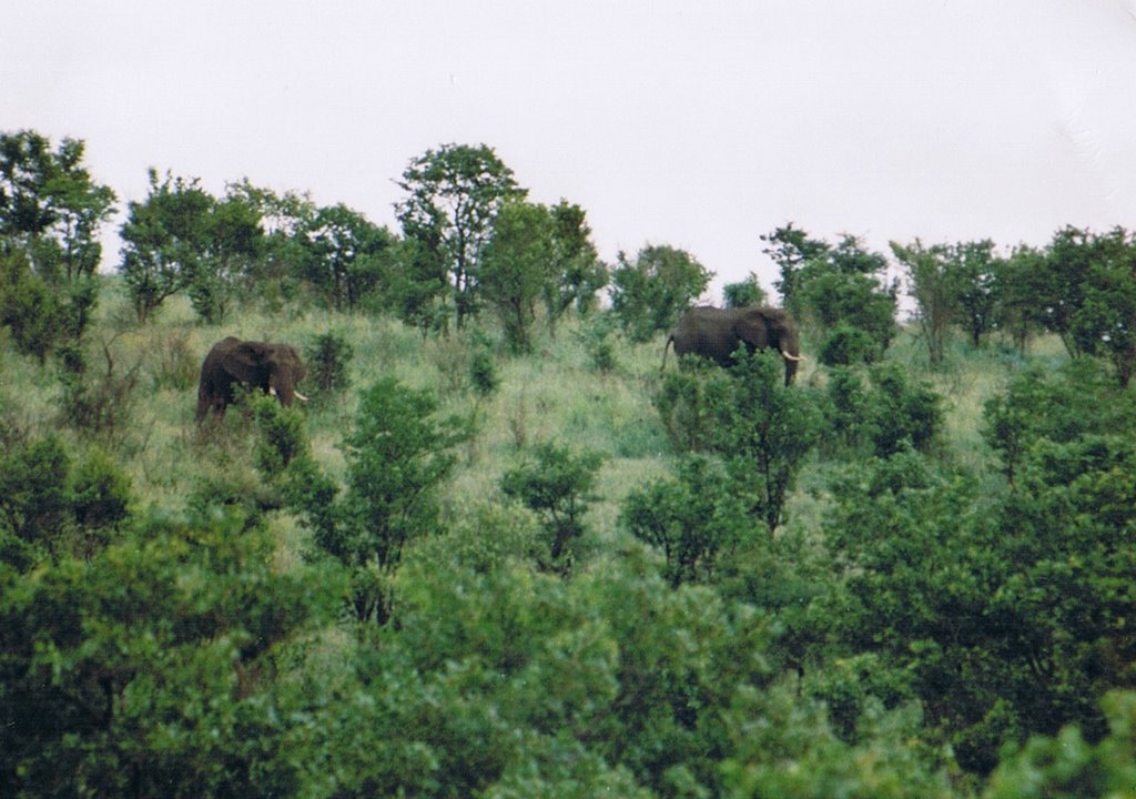 Krüger NP. by Jürgen Wenda (Adnew)