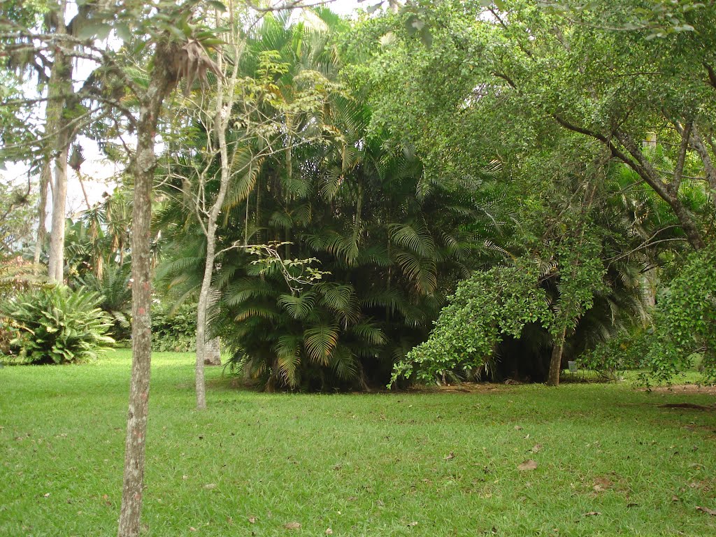 Jardim Botânico by Carlos Vieira