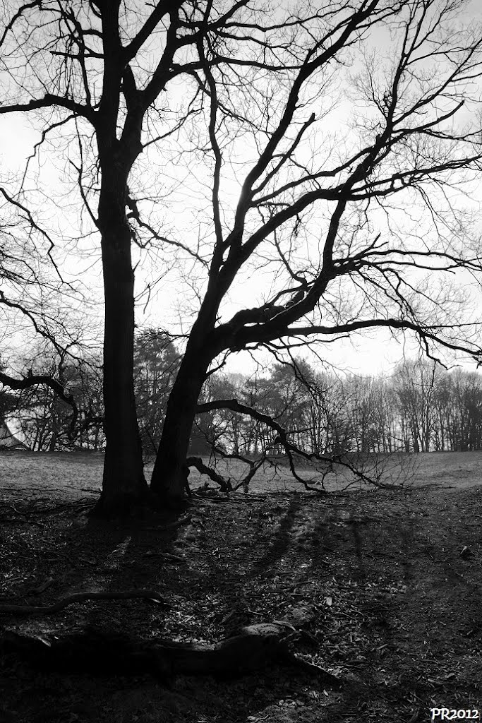 Tegenlicht in het Leenderbos by Peter Roesink