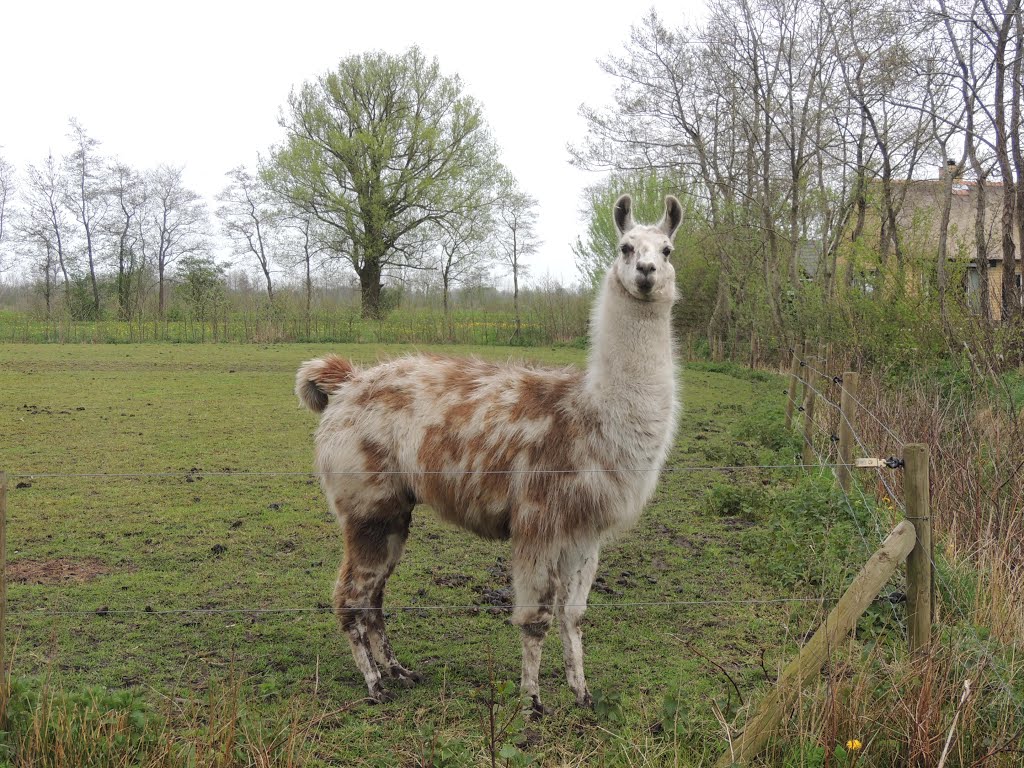 Een nieuwsgierige Alpaca.(BB) by Bayke de Vries