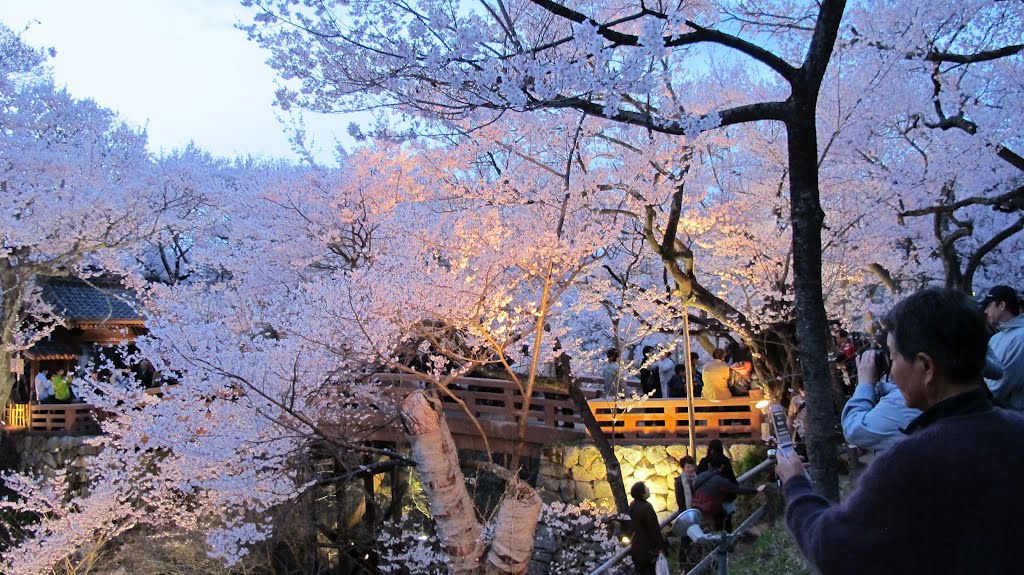 高遠城址公園、満開の桜ライトアップ by chikaponpapa