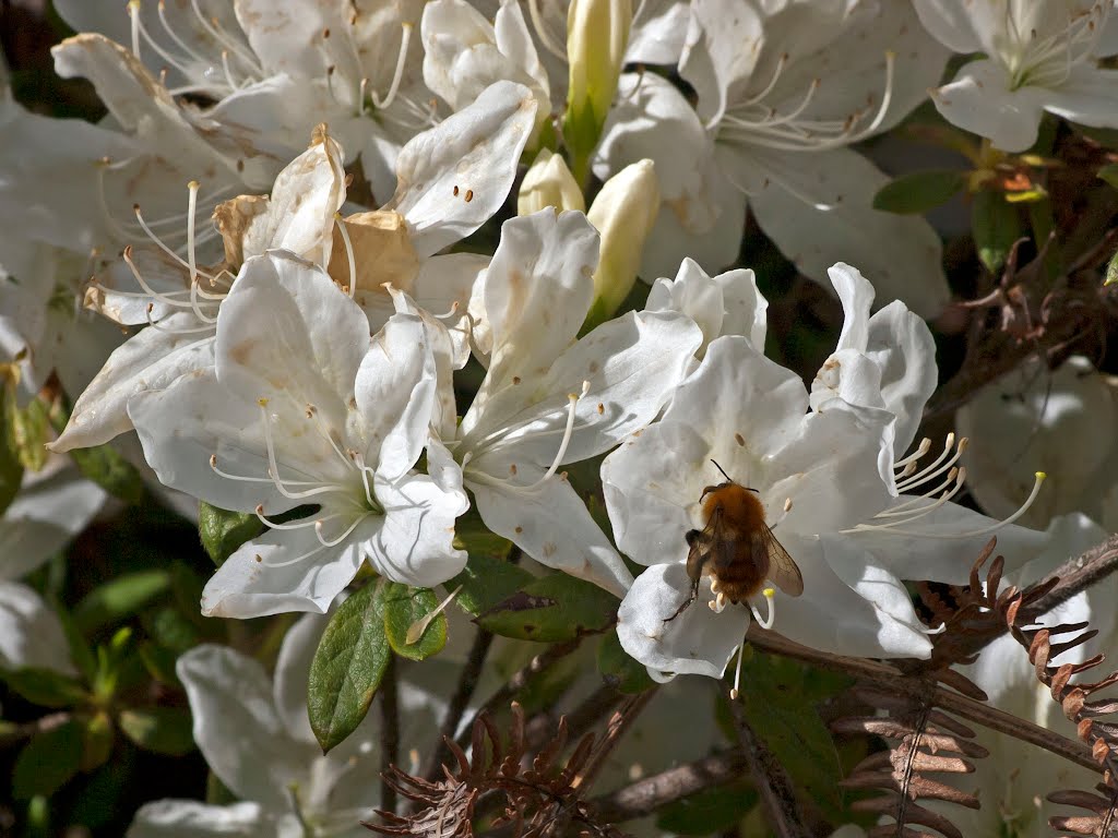 Dolce nettare cercasi by Giancarlo Ticozzi