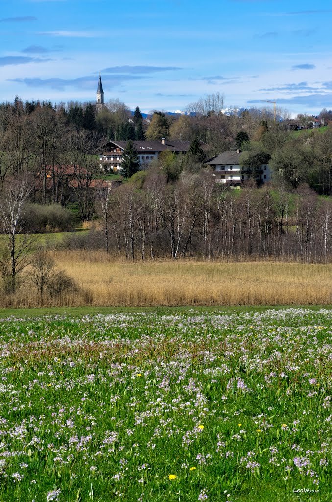 Die ersten Wiesenblumen - Bruck Neukirchen +++ First wild flowers in the meadow by LeoW